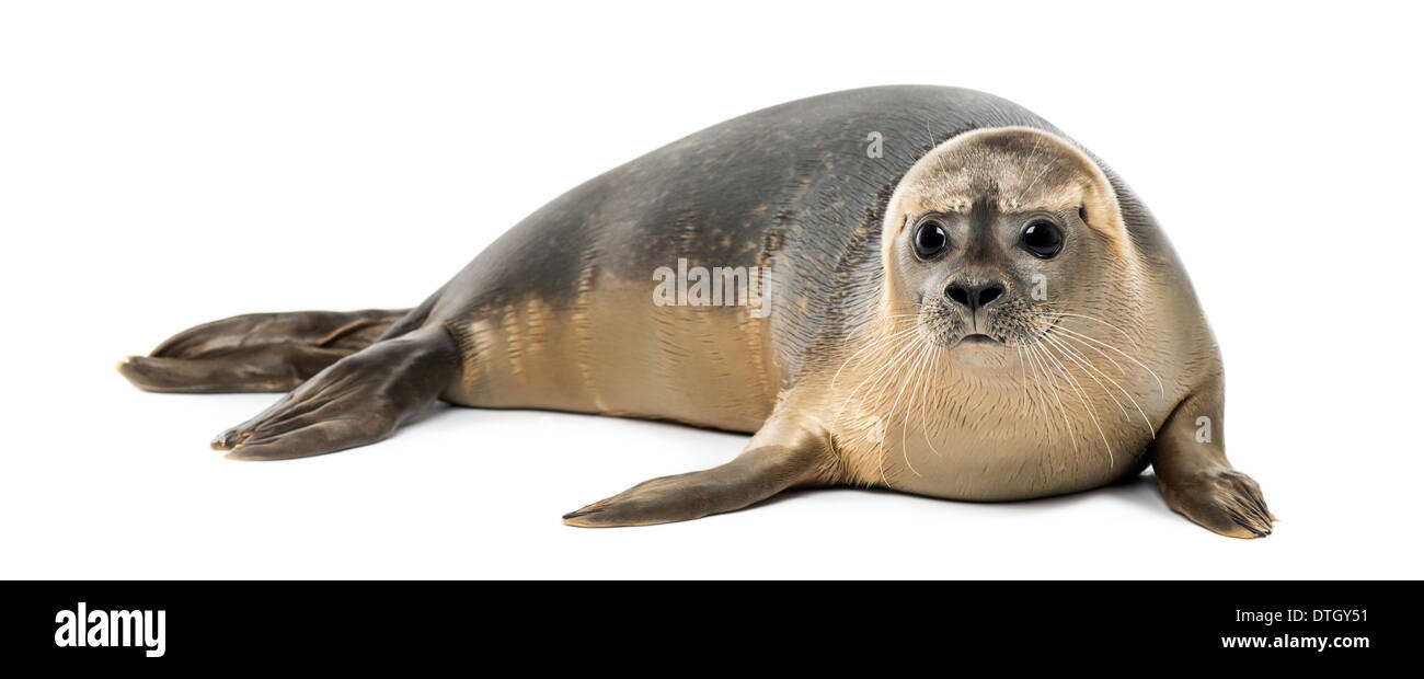Phoque Commun Phoca Vitulina 8 Mois Contre Fond Blanc Photo Stock Alamy Phoque Commun Phoca Vitulina 8 Mois Contre Fond Blanc Photo Stock Alamy