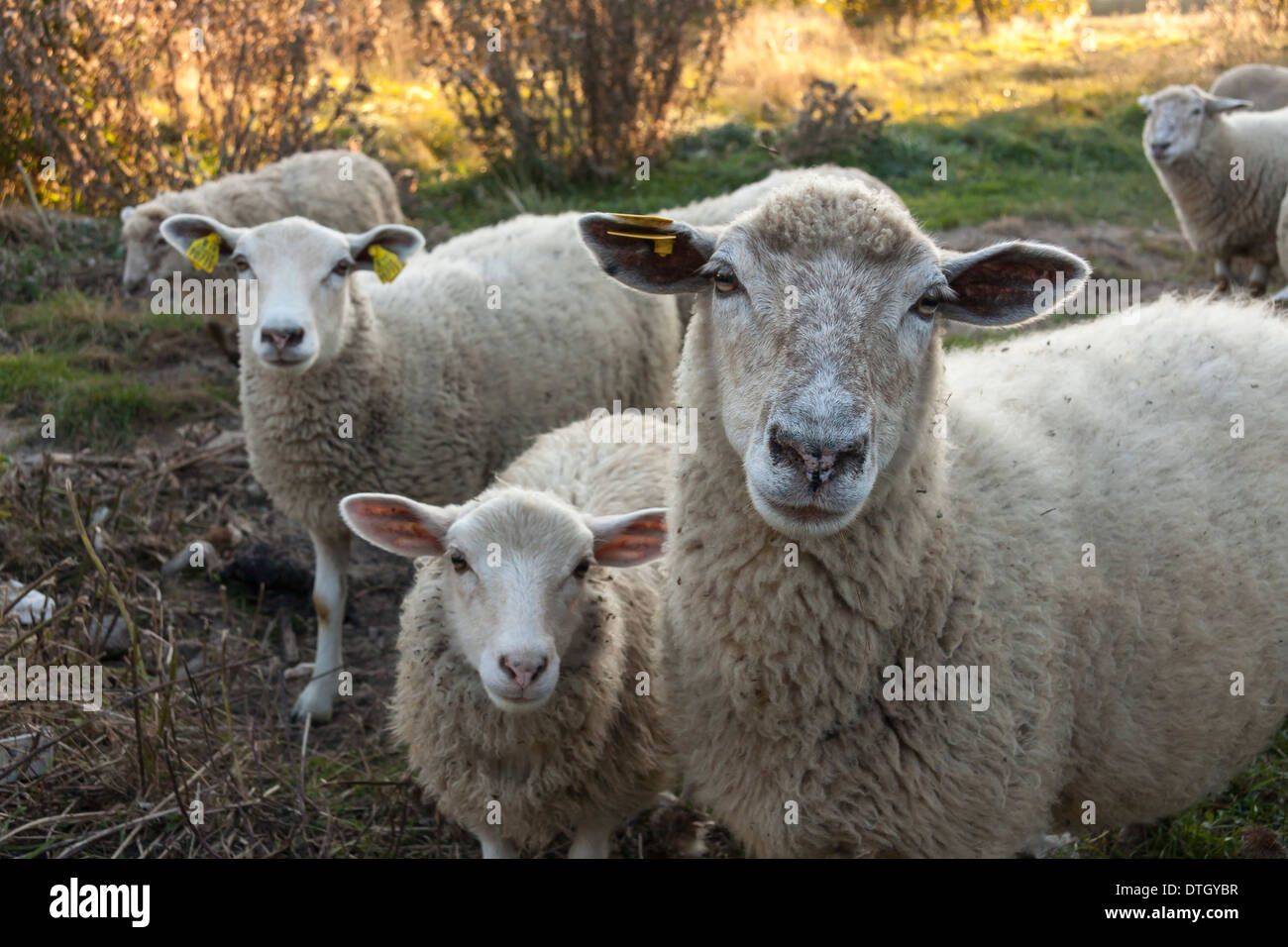Photo de trois moutons blancs, l'un est moutons bébé Banque D'Images
