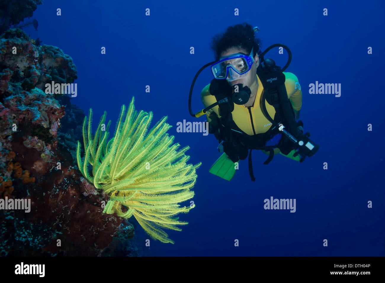 Plongée sous marine à la recherche lors d'une Plume Jaune Star (Crinoidea), Philippines Banque D'Images