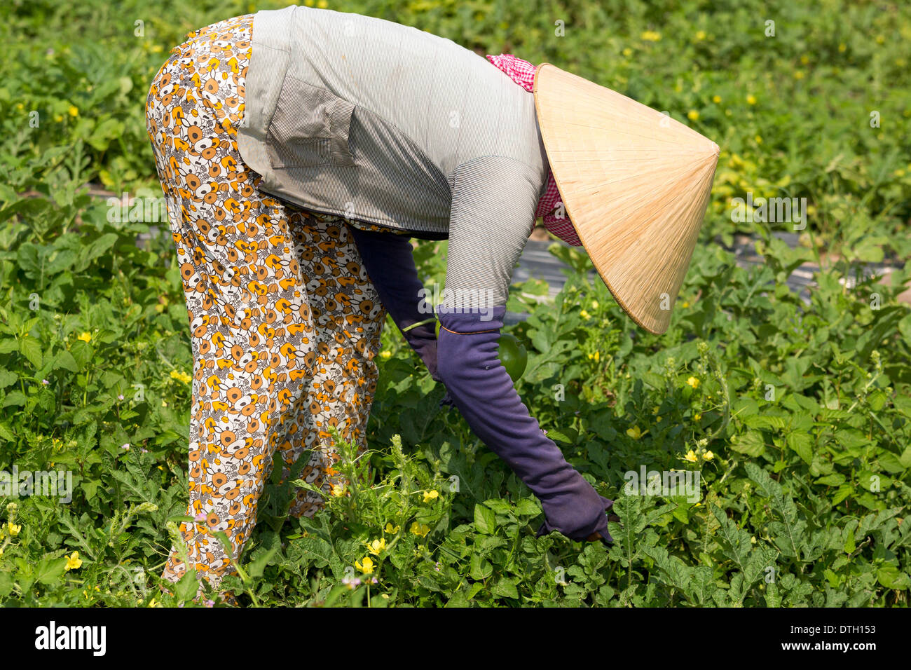 L'agriculture dans la province de Tay Ninh, Vietnam du Sud Banque D'Images