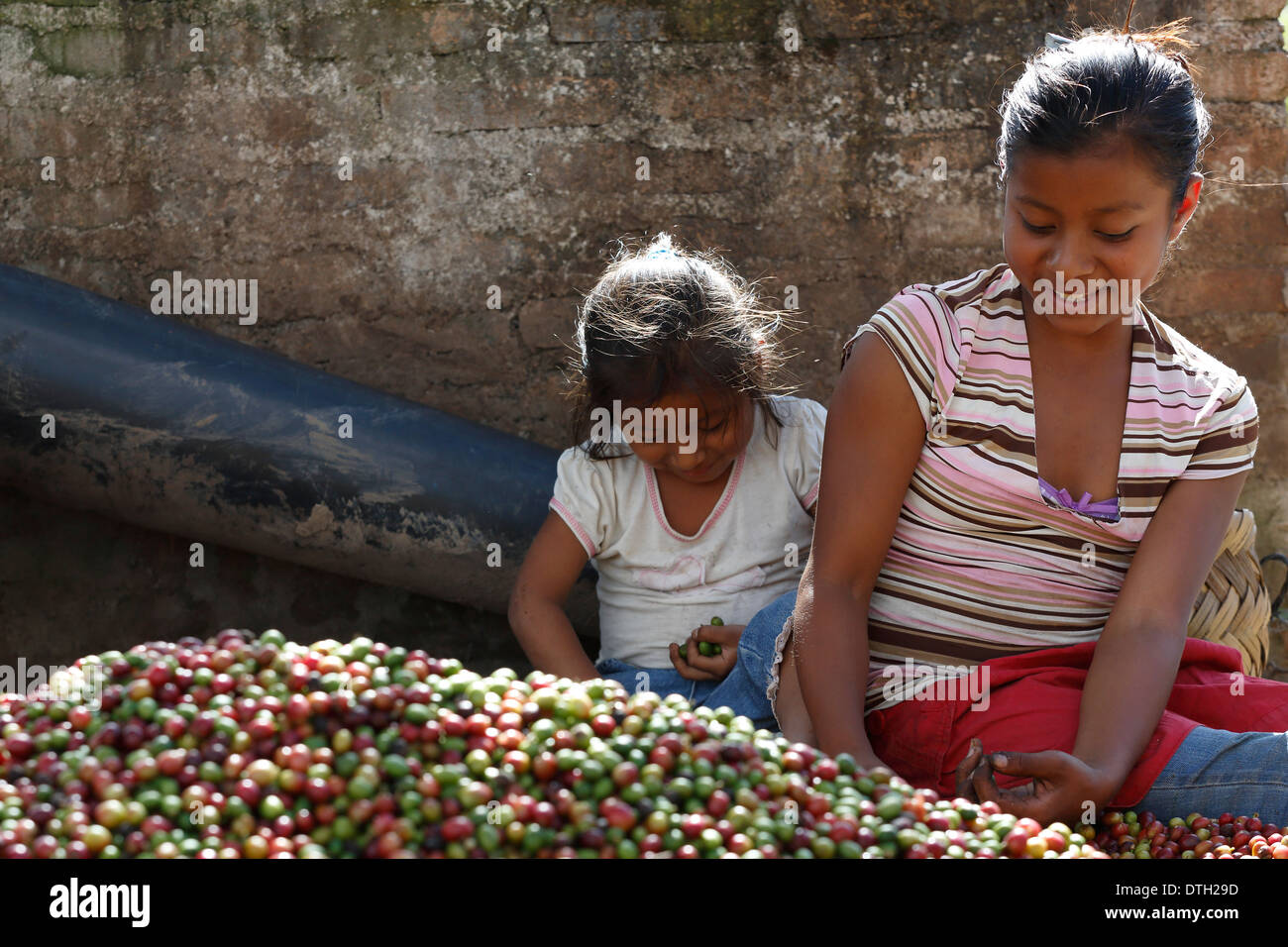 Jeune femme et jeune fille fraîchement récoltés de tri, dans les baies de café au Nicaragua Banque D'Images