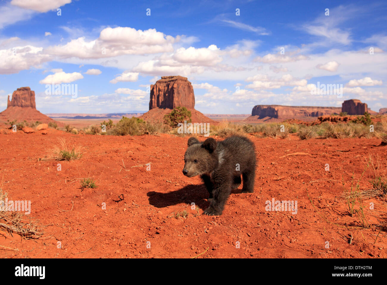 Le Grizzli, 3 mois, Monument Valley, Utah, USA / (Ursus arctos horribilis) Banque D'Images
