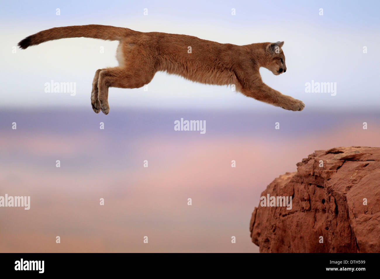 Mountain Lion, Monument Valley, Utah, USA / (Felis concolor) Banque D'Images