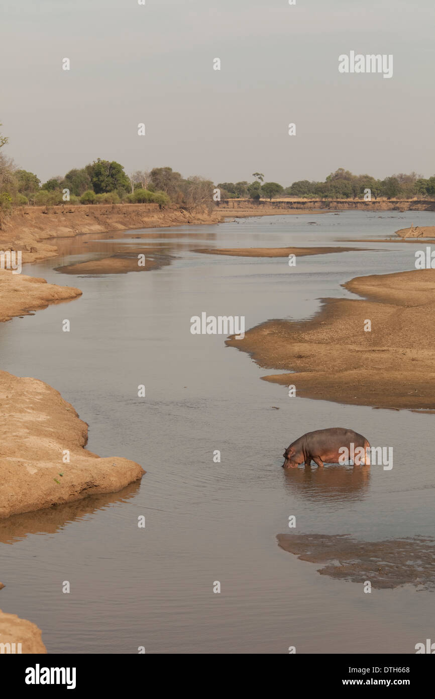 Les hippopotames de la Rivière Luangwa South Luangwa National Park en Zambie Banque D'Images