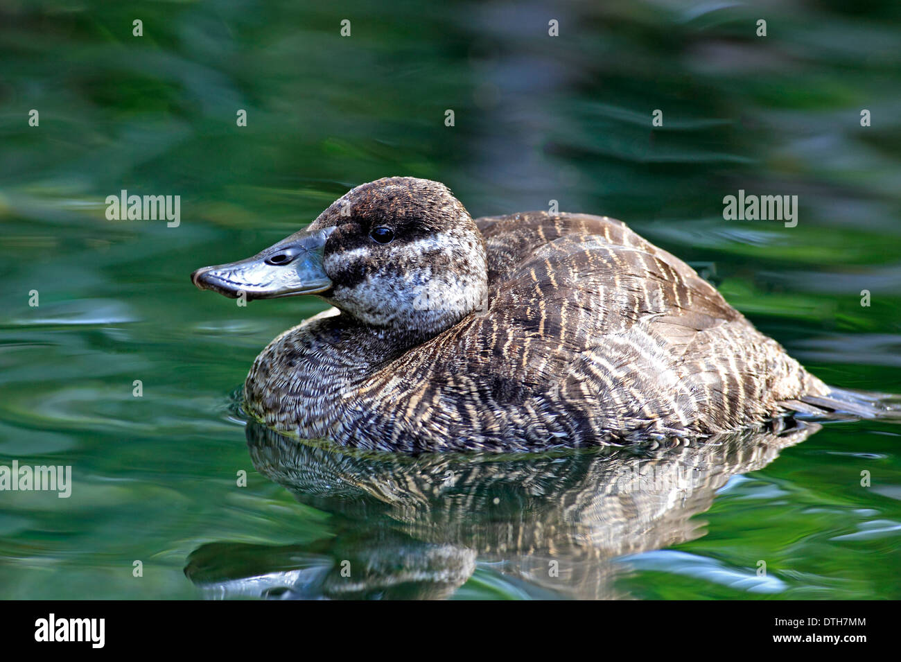 Canard du Lac Argentin, femme / (Oxyura vittata) / Bleu Argentine Argentine-facture, l'Érismature rousse Banque D'Images