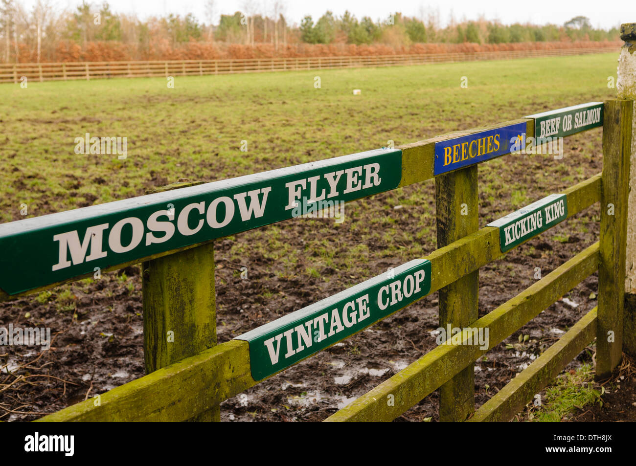 Signes sur un champ avec de célèbres chevaux de Moscow Flyer, boeuf ou saumon, Vintage Crop and kicking King Banque D'Images