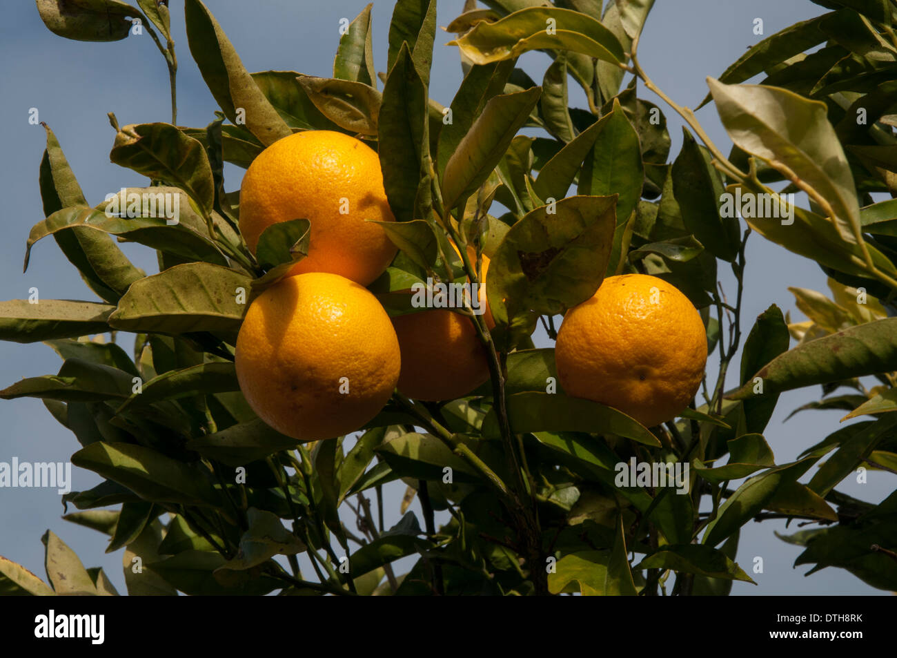Comme dans de nombreuses régions subtropicales orangers poussent bien à La Palma. Orangenbäume wachsen im subtropischen von Klima La Palma Banque D'Images