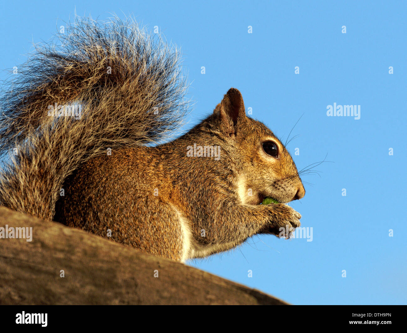 Squirrel perché sur une branche d'arbre, manger une collation. Banque D'Images