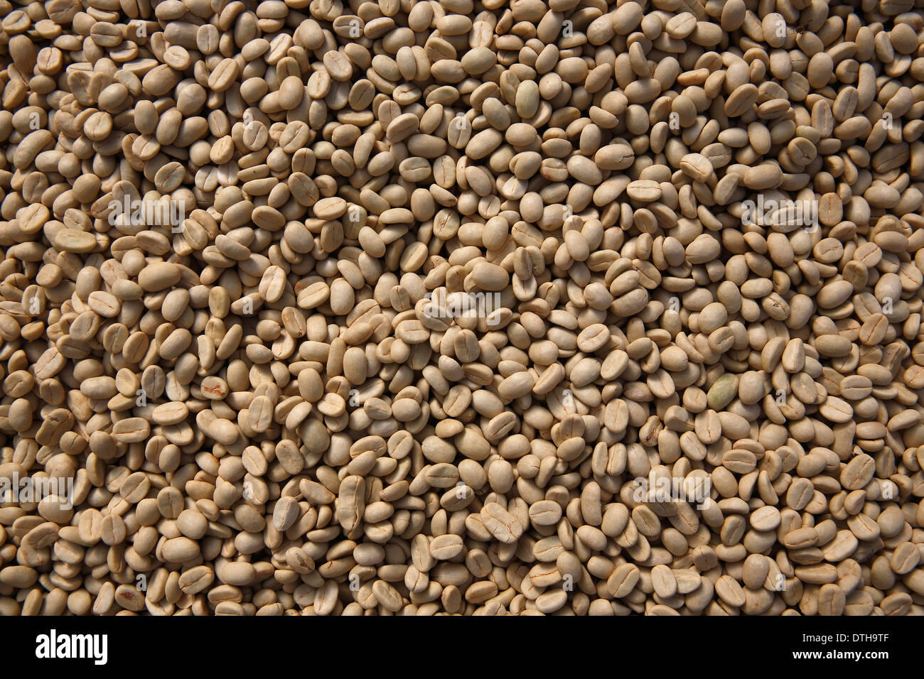 Les grains de café brut, Nicaragua Banque D'Images