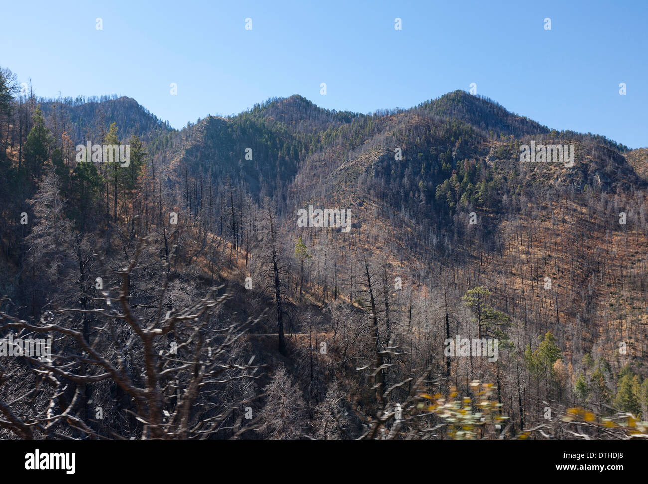 Suite des incendies dans les montagnes de Chiricahua le sud-est de l'Arizona aux États-Unis. Banque D'Images