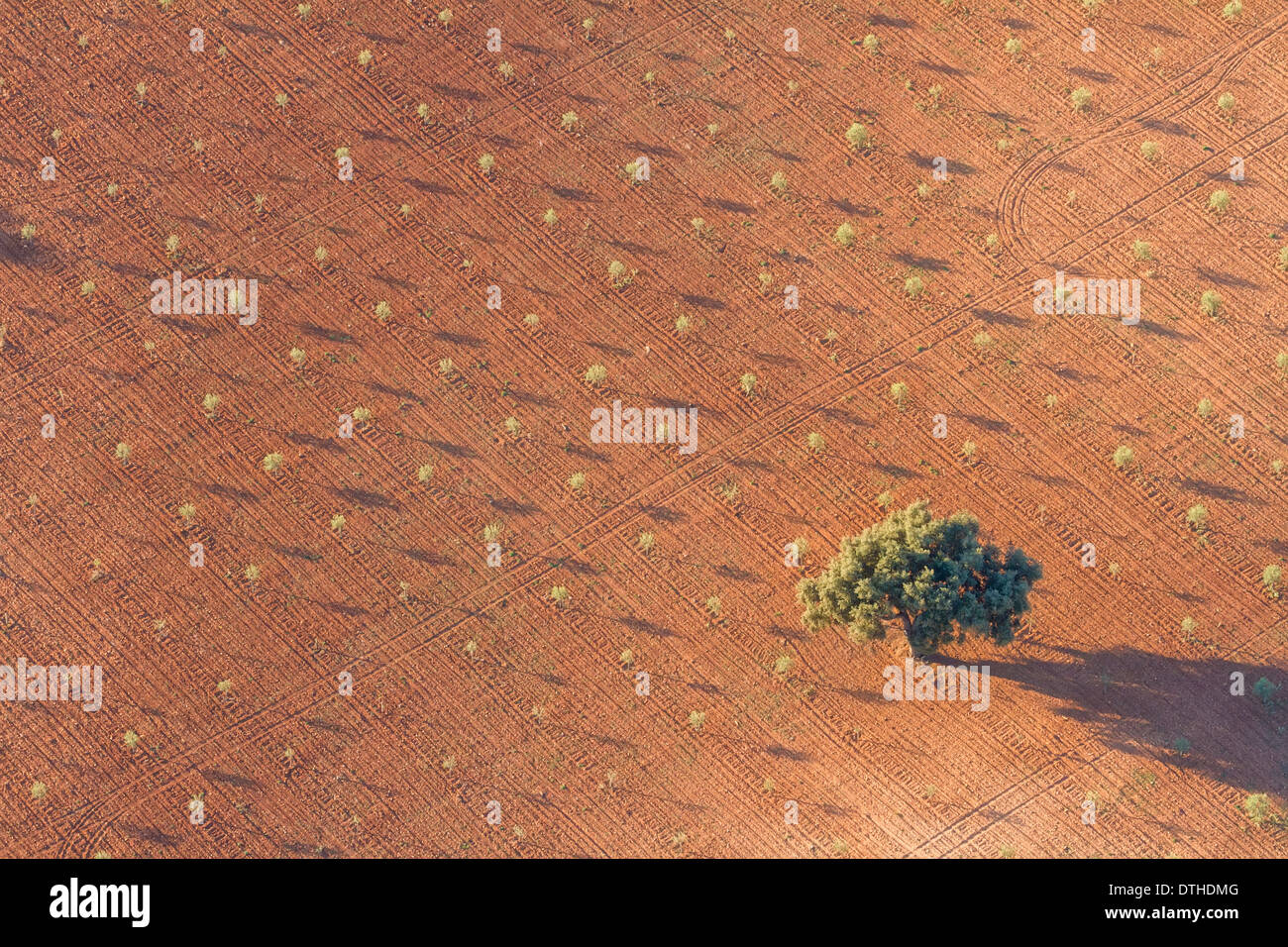 Matin d'automne Vue aérienne d'un arbre isolé dans une terre de culture. Centre de Majorque, Iles Baléares, Espagne Banque D'Images