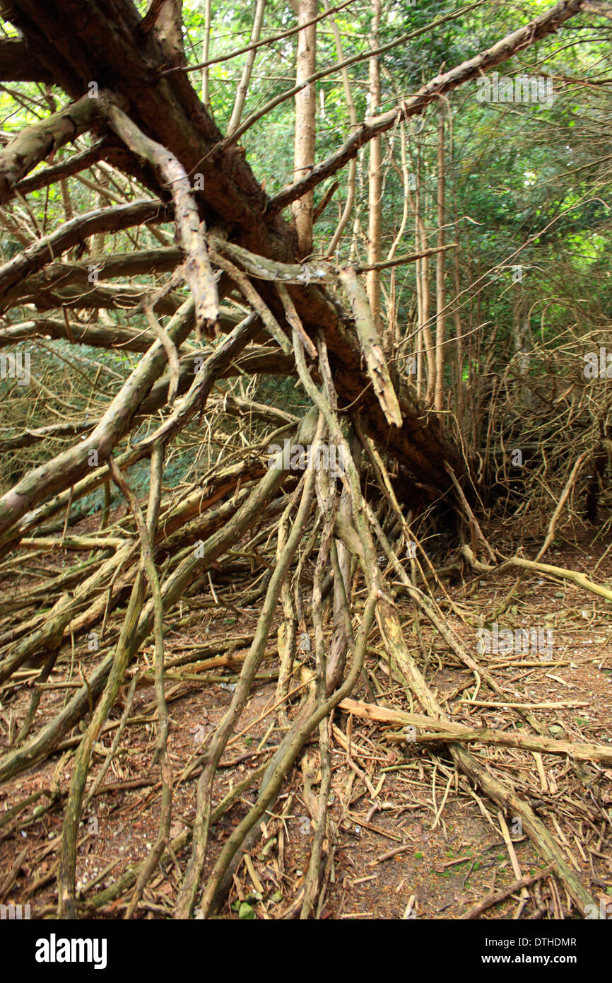 Un vieil arbre avec la plupart de ses succursales sur vue présentant le concept de dommages causés par le vent Banque D'Images