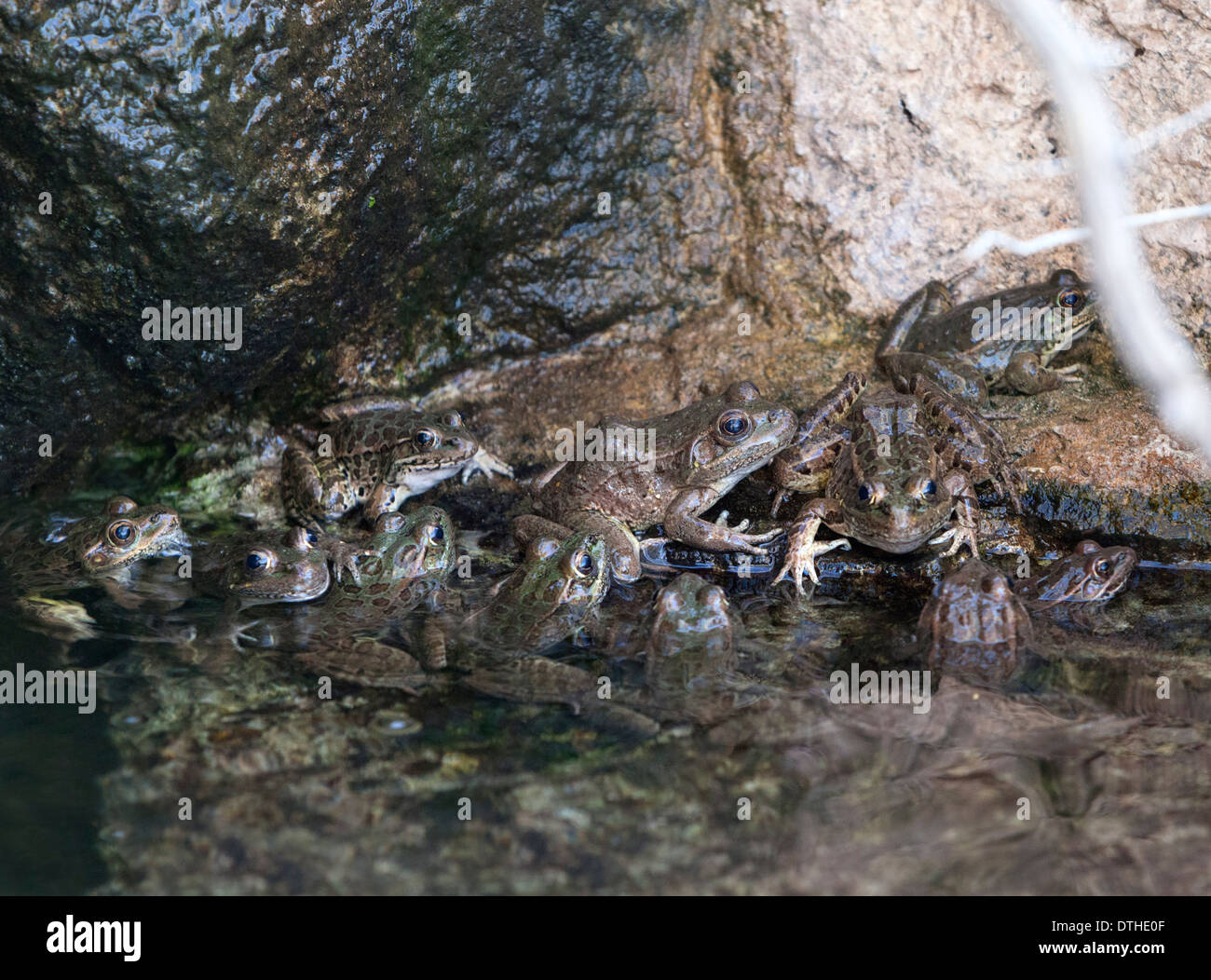 Une grenouille léopard dans un ruisseau peu profond dans l'Arizona, USA. Banque D'Images