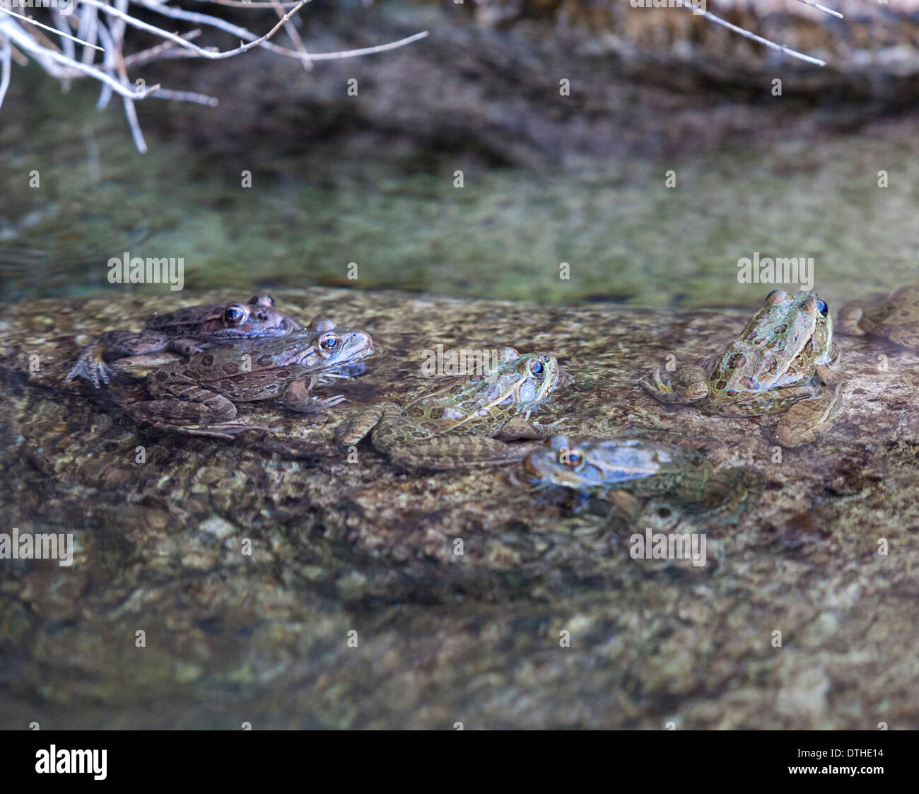 Une grenouille léopard dans un ruisseau peu profond dans l'Arizona, USA. Banque D'Images