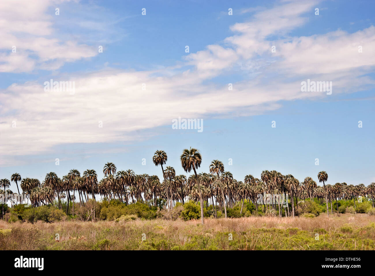 Le parc national El Palmar, province d'Entre Ríos, Argentine Banque D'Images