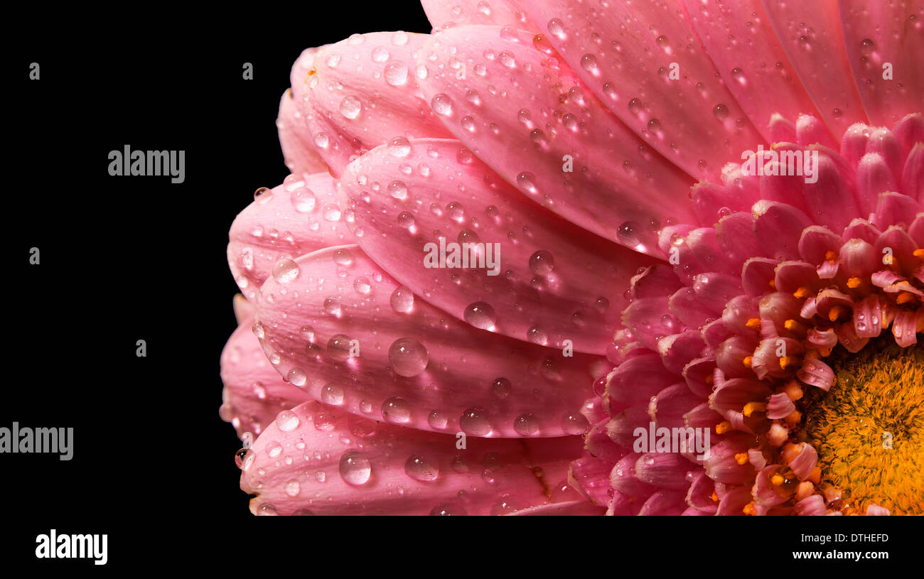 Des pétales de rose, macro sur fleur. Banque D'Images
