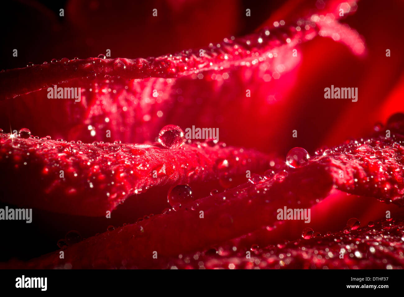 Libre de pétales de rose rouge dans les gouttelettes d'eau. Banque D'Images