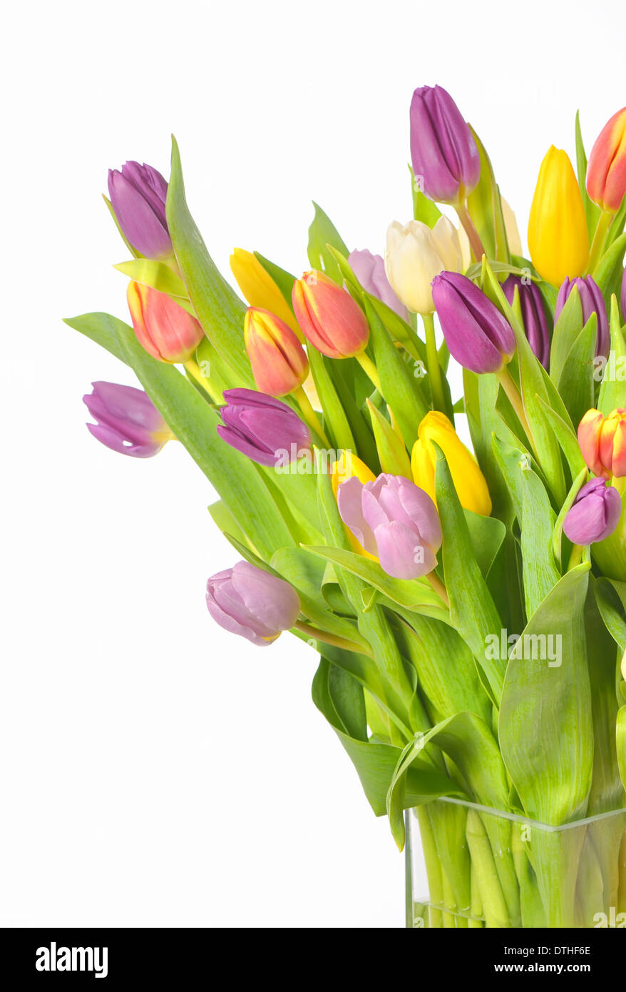 Tulipes dans un vase isolé sur fond blanc Banque D'Images