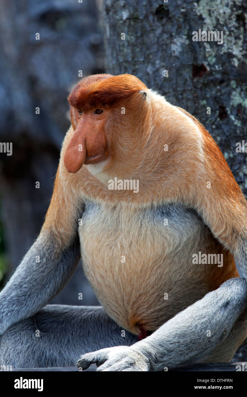 Proboscis Monkey sauvages (Nasalis larvatus) à Bornéo, Malaisie Banque D'Images