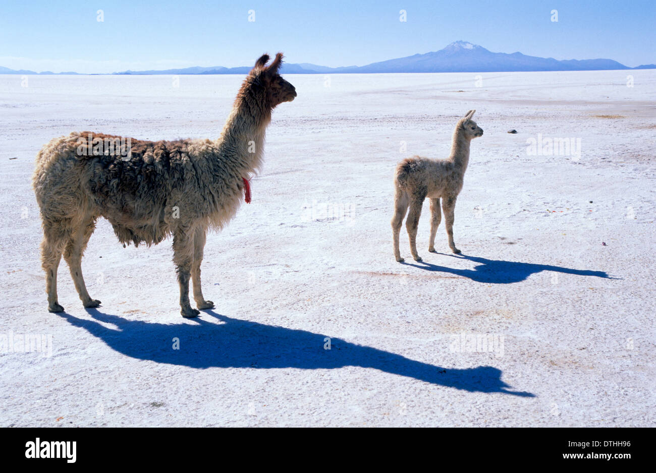 Le lama (Lama glama) ,Salar de Uyuni.Bolivie.Amérique du Sud Banque D'Images