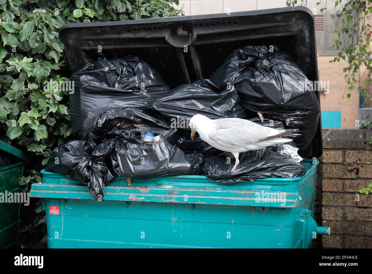 Une mouette perchée sur le côté d'un trop-plein d'ordures bin contenant à Swansea, Pays de Galles. Banque D'Images