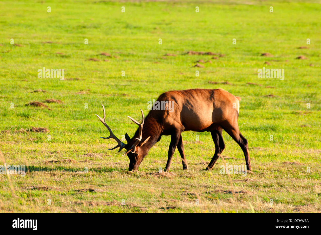 Le wapiti de Roosevelt, Doyen Elk Creek, zone de visualisation Coos Bay Bureau de la gestion des terres, de l'Oregon Banque D'Images