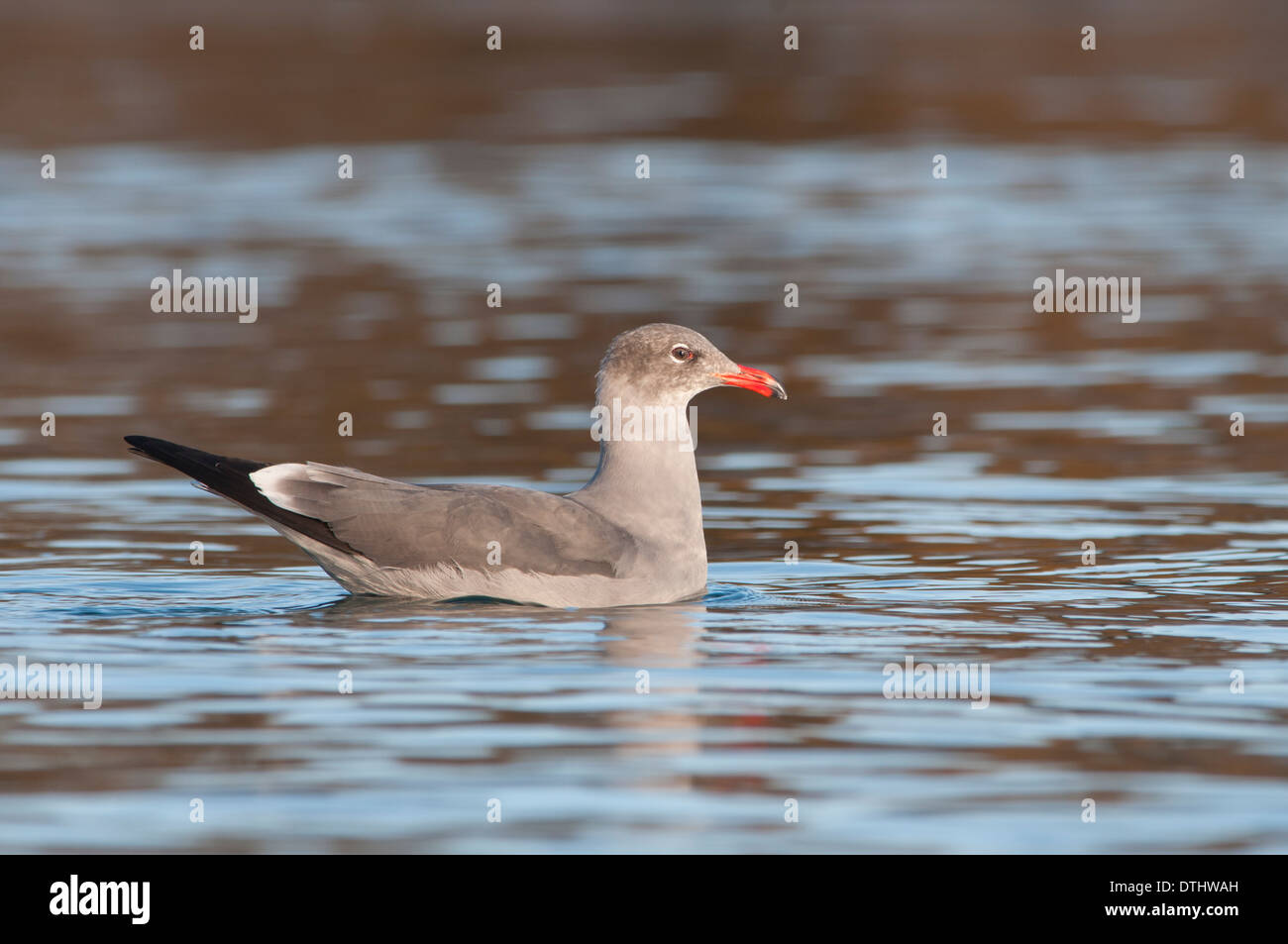 L'Heermann, Larus heermanni Banque D'Images