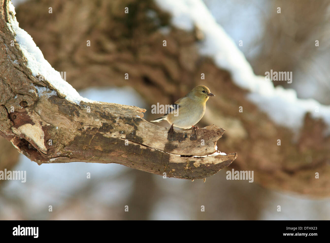 Chardonneret jaune (Carduelis tristis) sur branche d'arbre en hiver Banque D'Images