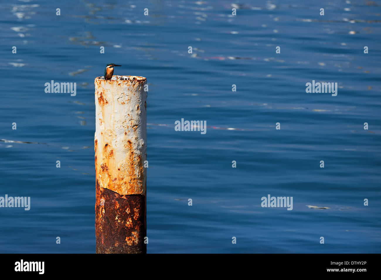 Kingfisher commun s'asseoir sur rusty pilier au milieu de l'eau bleue à Marina d'Ashkelon - ville sur la Méditerranée en Israël. Banque D'Images