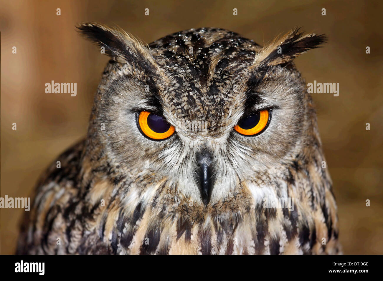 Eagle owl eurasienne très proche, détail visage Banque D'Images