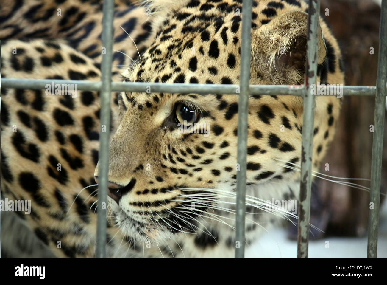 Leopard portrait Banque D'Images
