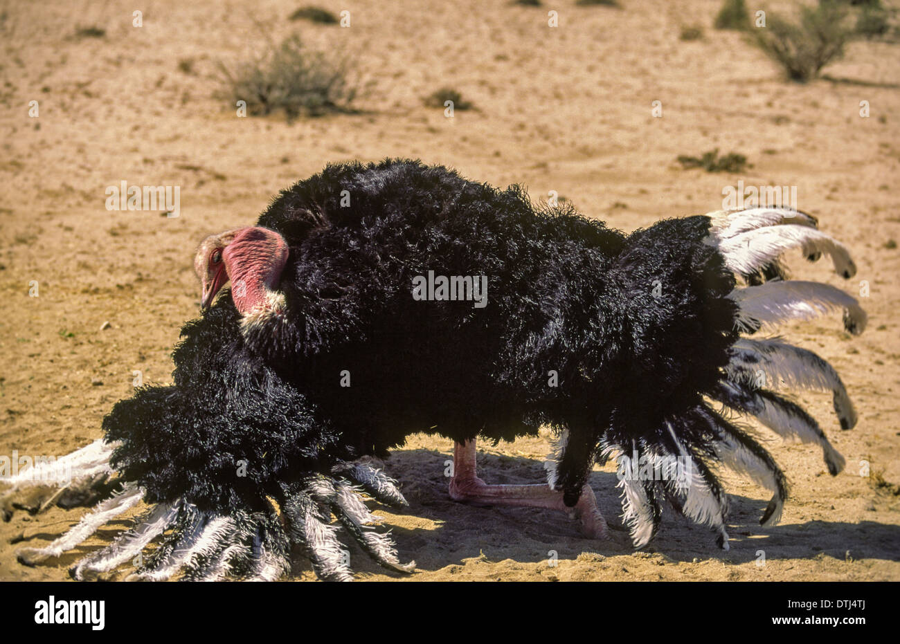 Autruche à cou rouge mâle (Struthio camelus) AFFICHAGE EN ARABIE SAOUDITE Banque D'Images