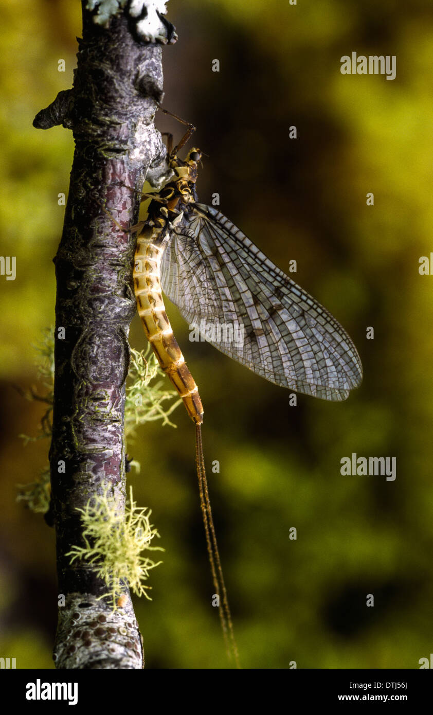 [ Éphémères Ephemeroptera ] REPOSANT SUR UN RAMEAU de bouleau Banque D'Images