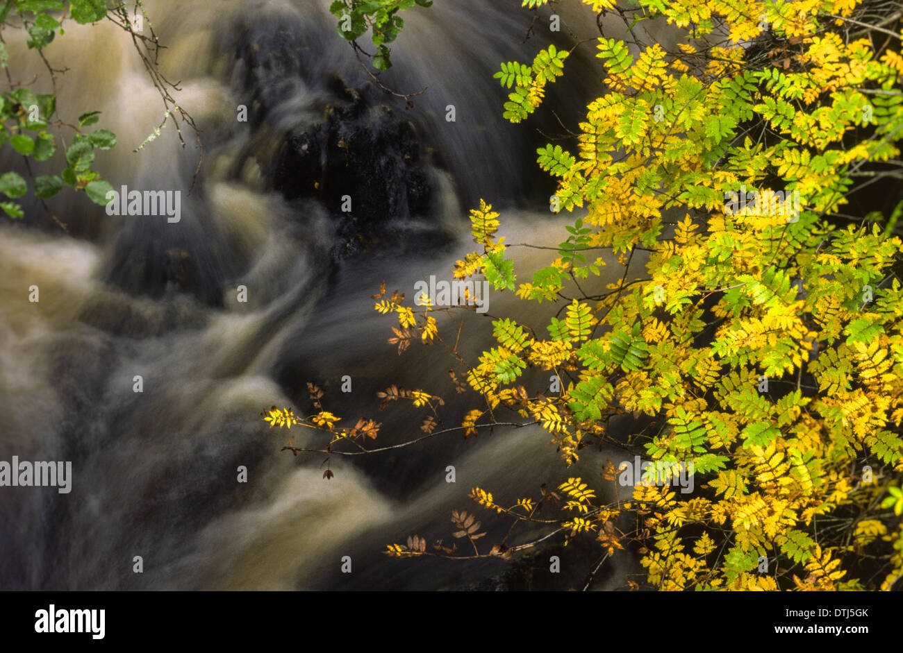 Ruisseau de montagne et surplombant ROWAN TREE [ SORBUS ] FEUILLES EN AUTOMNE Banque D'Images