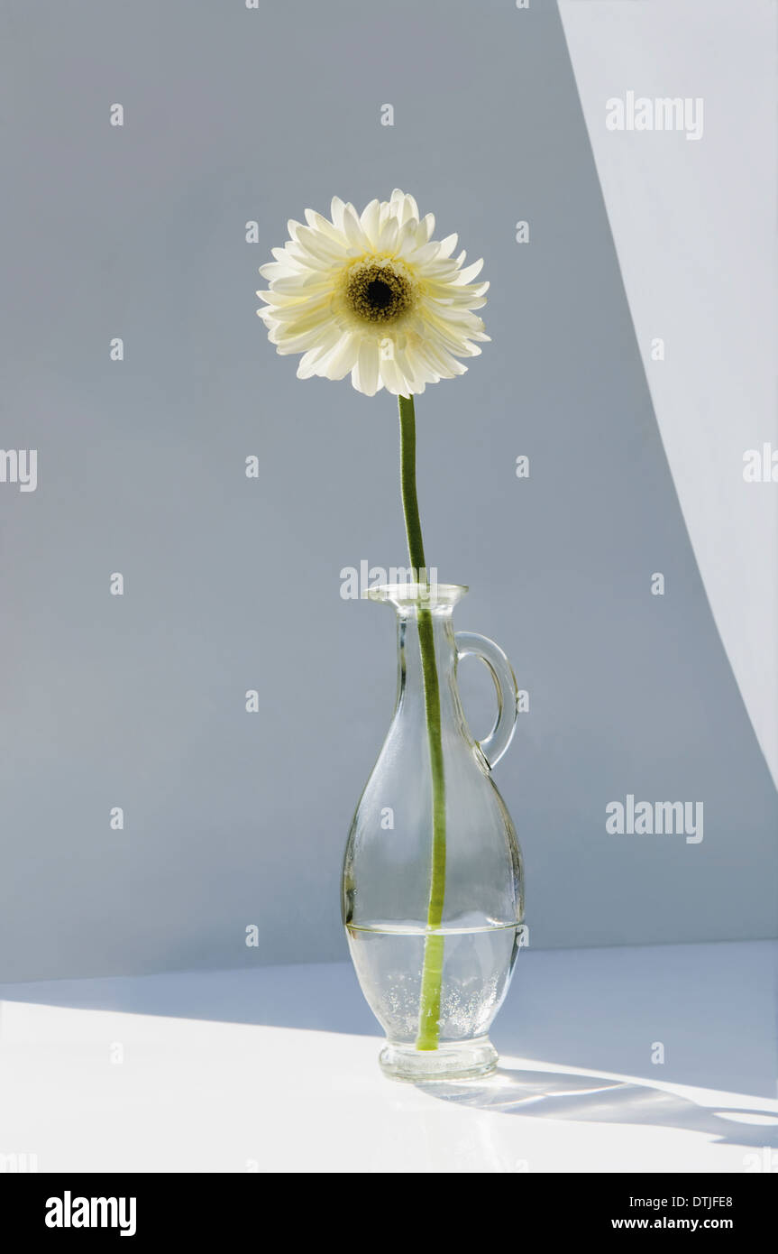 Un vase avec une seule fleur gerbera blanc Gloucestershire Angleterre Banque D'Images
