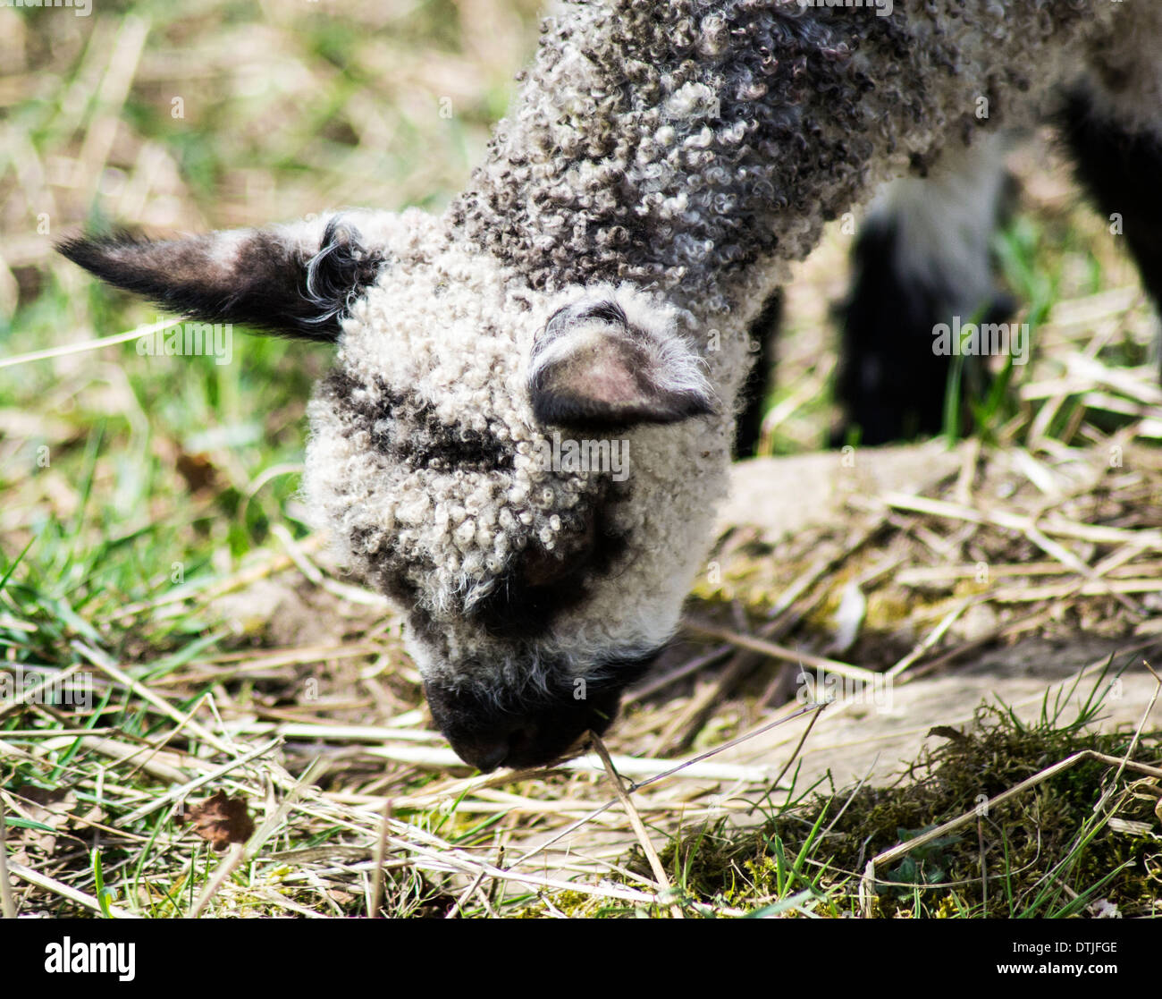 Une vue rapprochée d'un agneau de printemps de noir et de blanc le pâturage sur l'herbe verte dans un pâturage. L'agriculture et l'agriculture saison. Banque D'Images