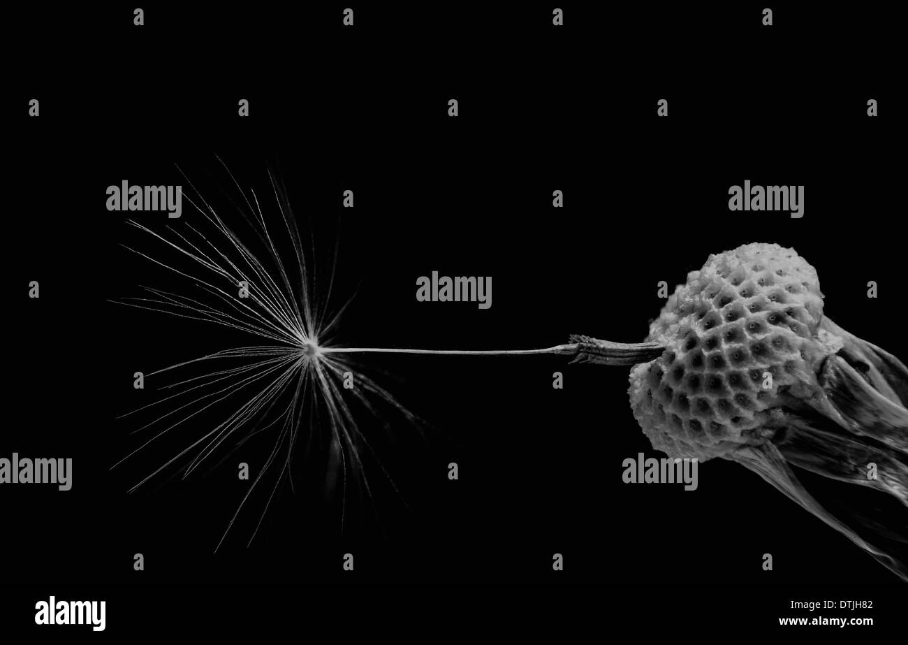 Fleurs de Turquie Banque D'Images