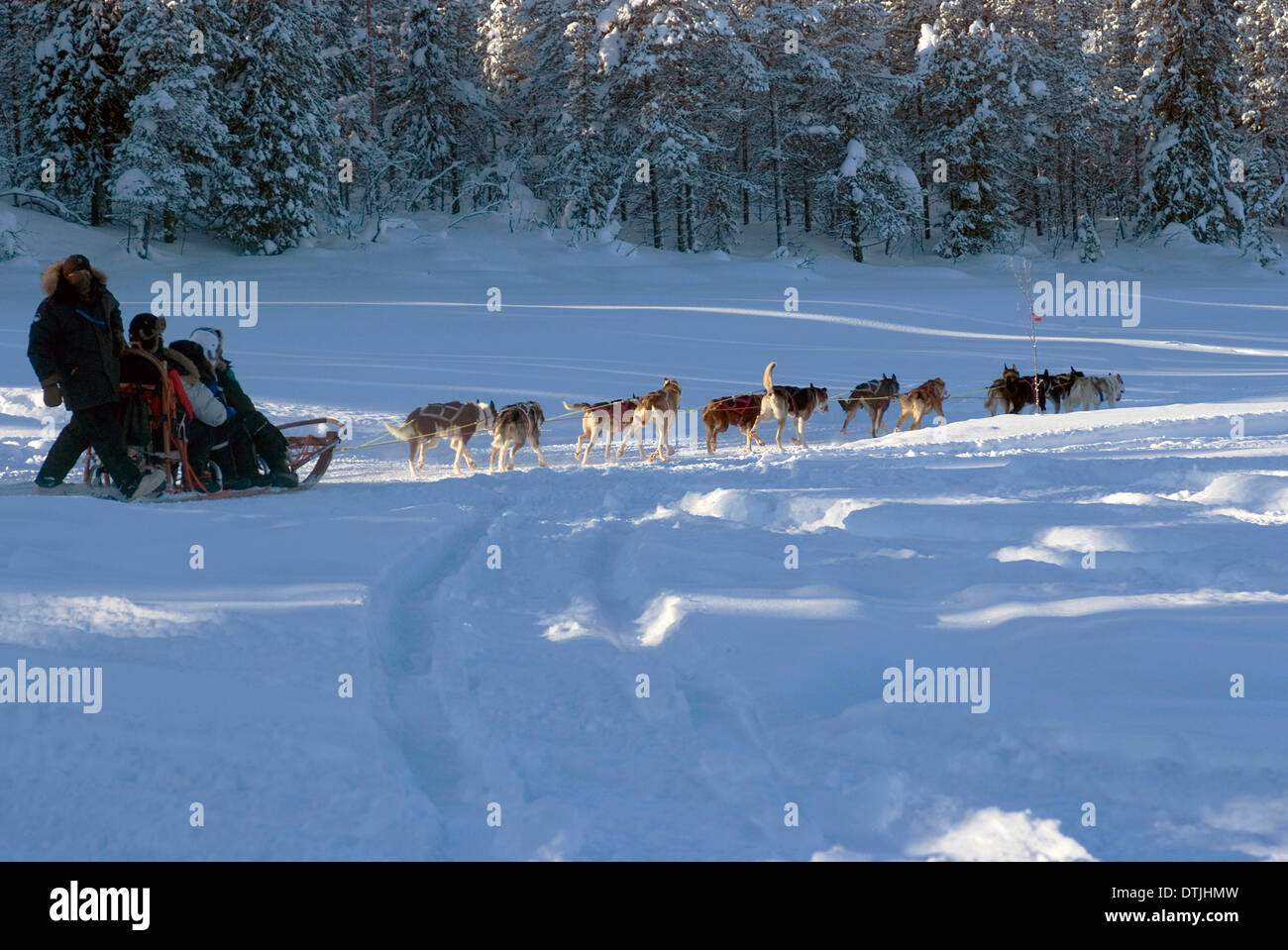 Chien de Traîneau, Jukkasjarvi (Suède) Banque D'Images