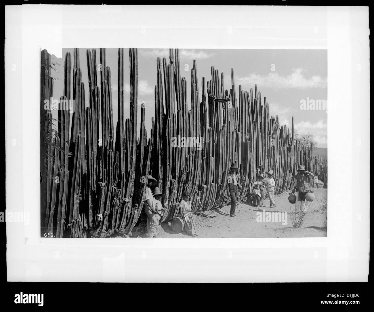 Une photographie montrant un cactus d'orgue dans le centre du Mexique, prise entre 1900 et 1920, mettant en évidence la plante désertique unique originaire de la région. Banque D'Images