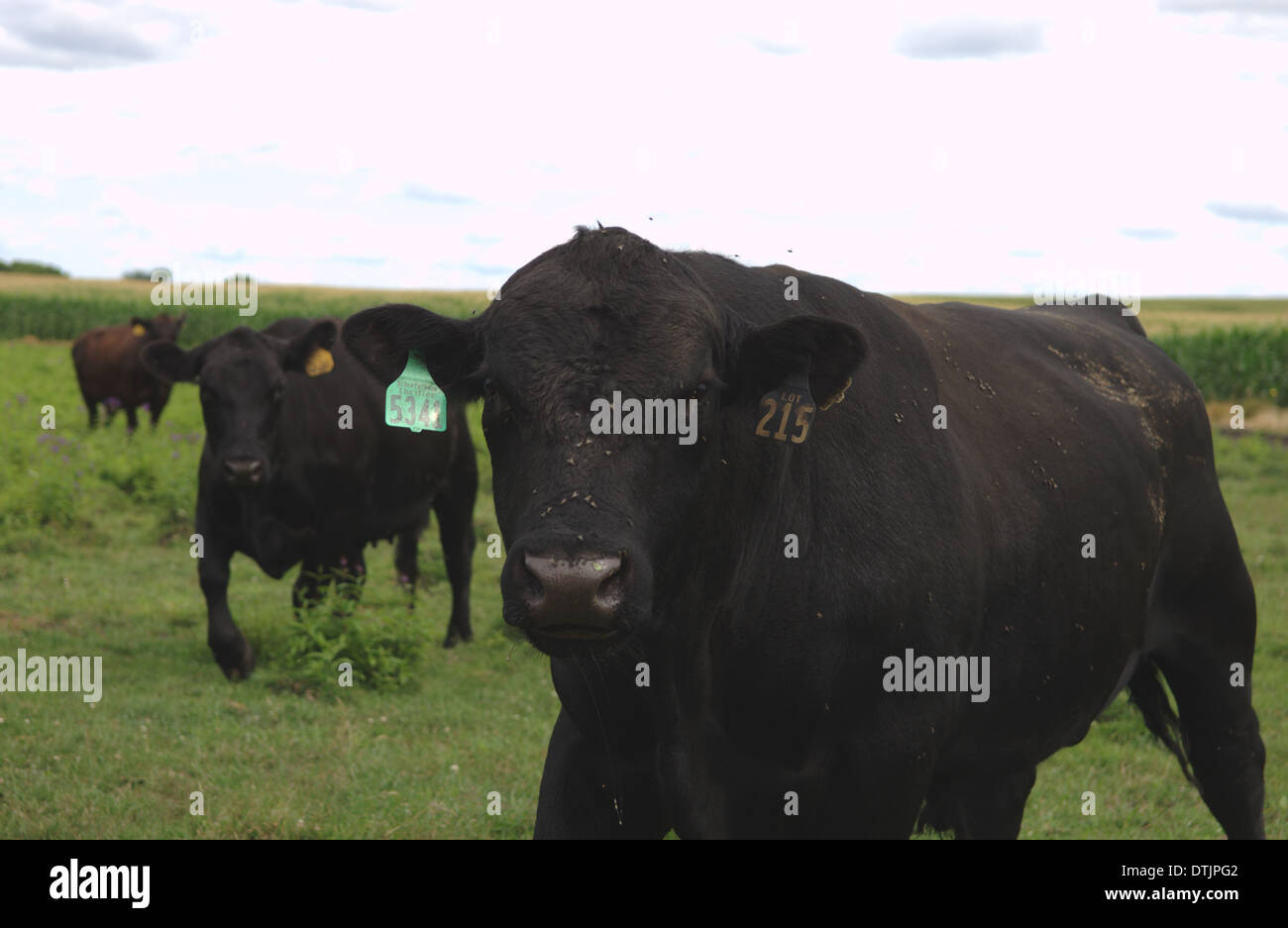Les bovins Angus d'Aberdeen, au Minnesota Banque D'Images
