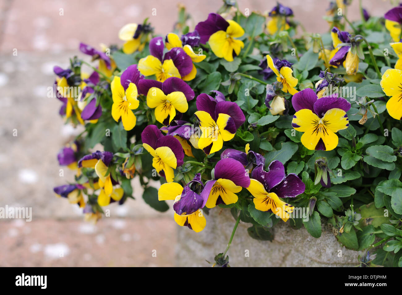 Les Pétunias jardin violet et jaune Banque D'Images