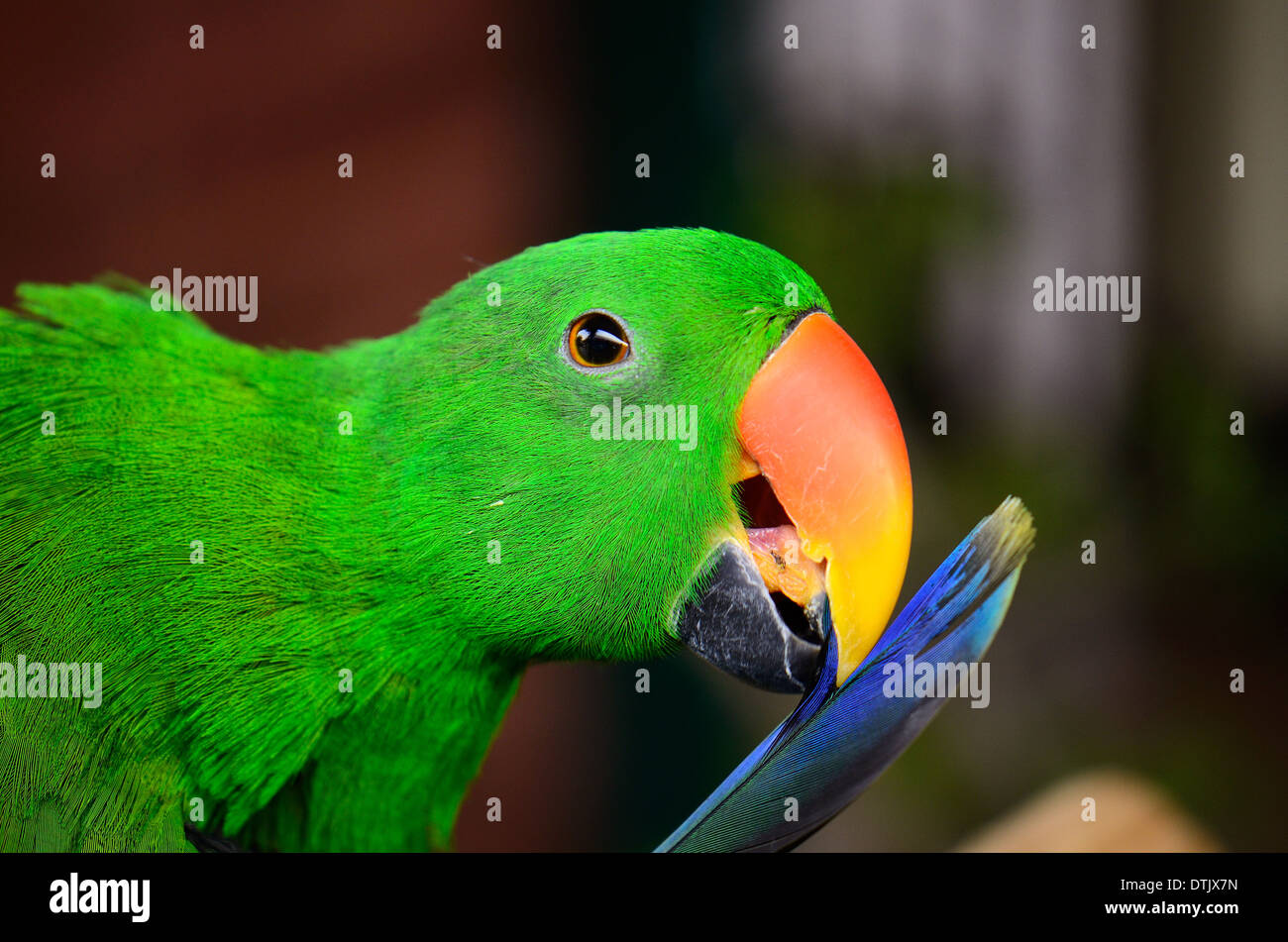 Beau mâle Eclectus (Eclectus roratus Parrot), en tant qu'animaux de compagnie Banque D'Images