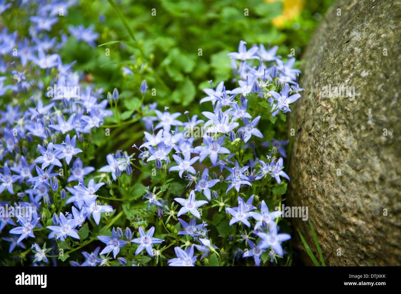 Petite Fleur Bleue Photo Stock Alamy