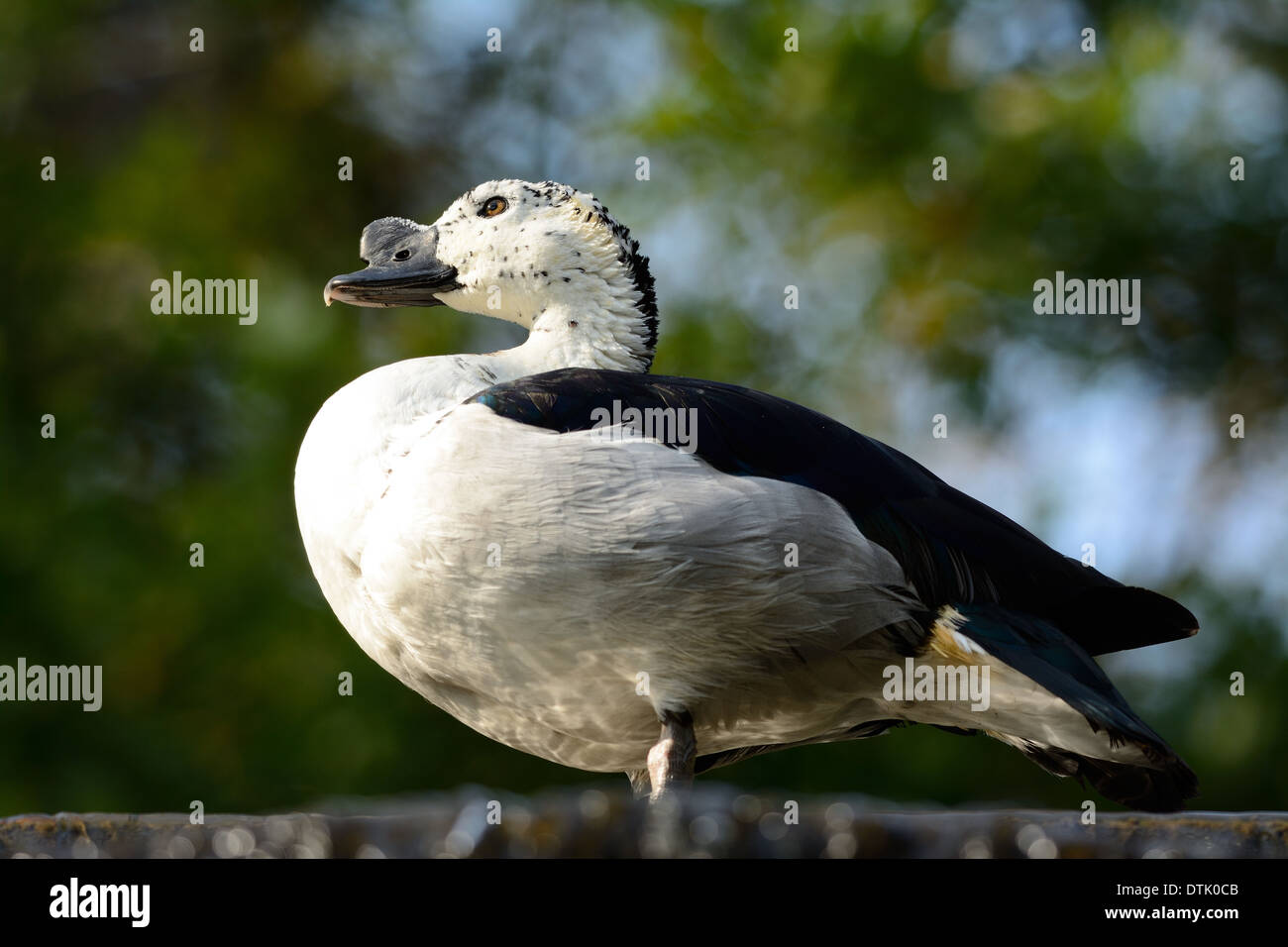 Beau mâle Comb Duck Sarkidiornis melanotos) (reposant sur le sol Banque D'Images