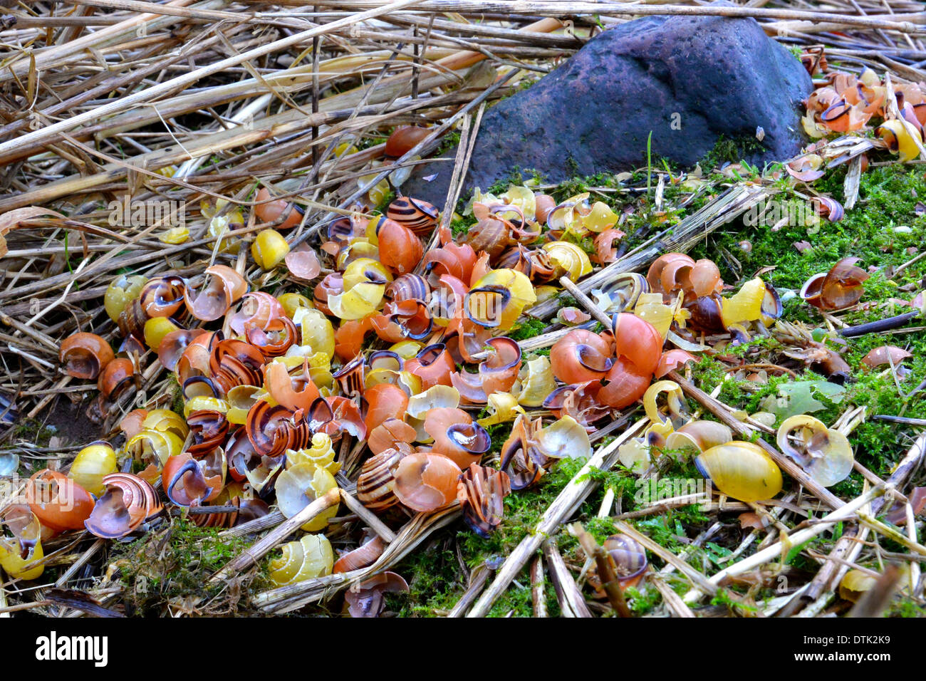 Coquilles d'escargots à côté de l'enclume de pierre où les oiseaux ont été l'alimentation. Les oiseaux sont les grives. Grive musicienne probablement peut-être un Mistle Thrush. Banque D'Images