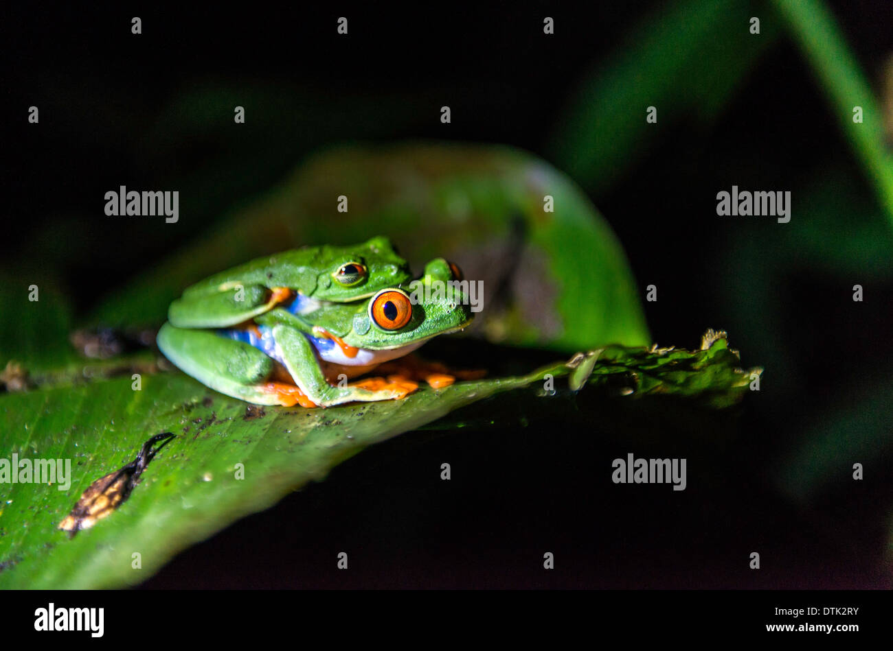 La Red eyed tree l'accouplement des grenouilles agalychnis callidryas Monteverde Costa Rica Banque D'Images