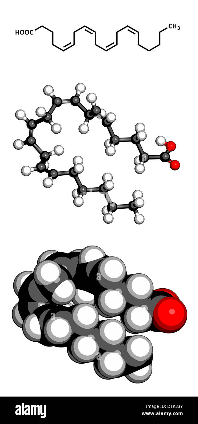 L'acide arachidonique (AA, ARA) polyinsaturés oméga-6 molécule d'acide gras. Banque D'Images