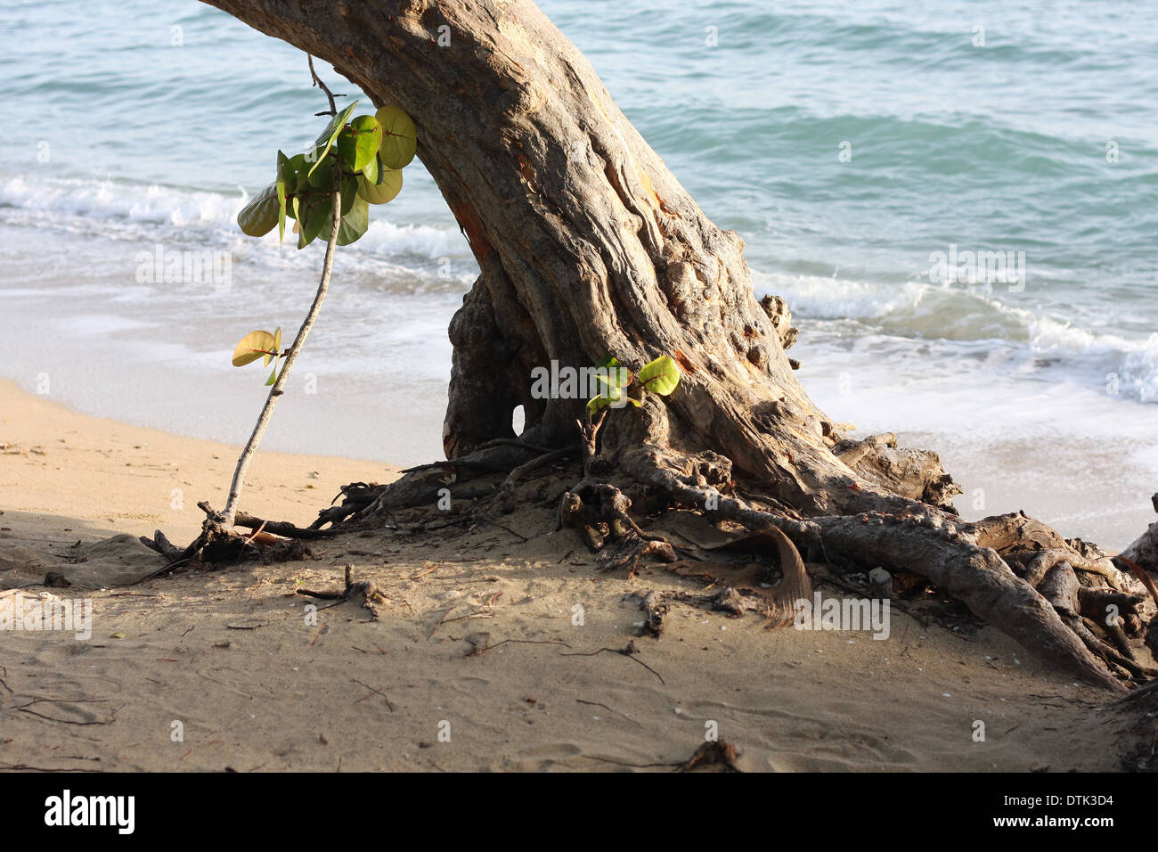Arbre qui pousse sur la plage dans les Caraïbes Banque D'Images