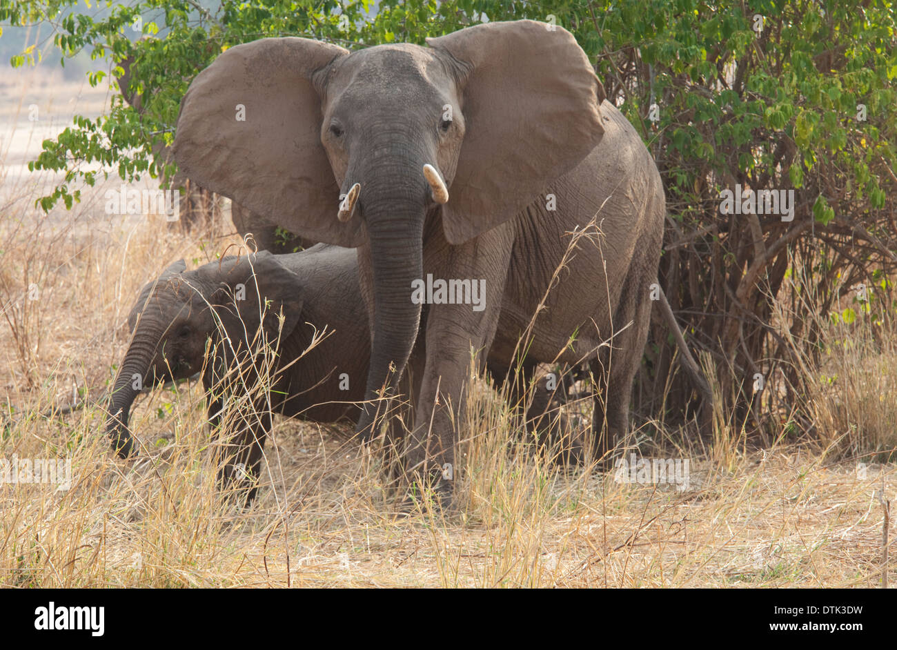 L'éléphant de vache veau et photographe menaçant le parc national de South Luangwa en Zambie Banque D'Images