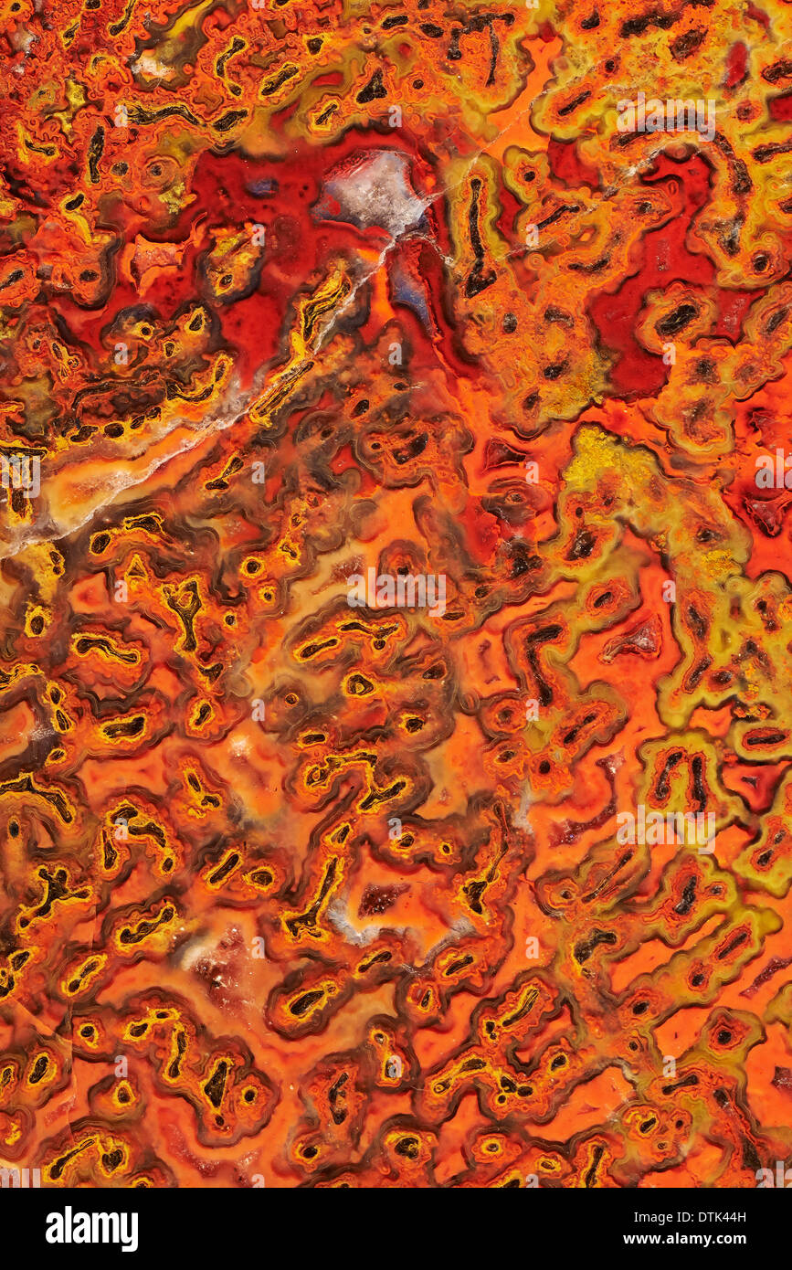 Section transversale de l'os de dinosaure fossilisé Banque D'Images